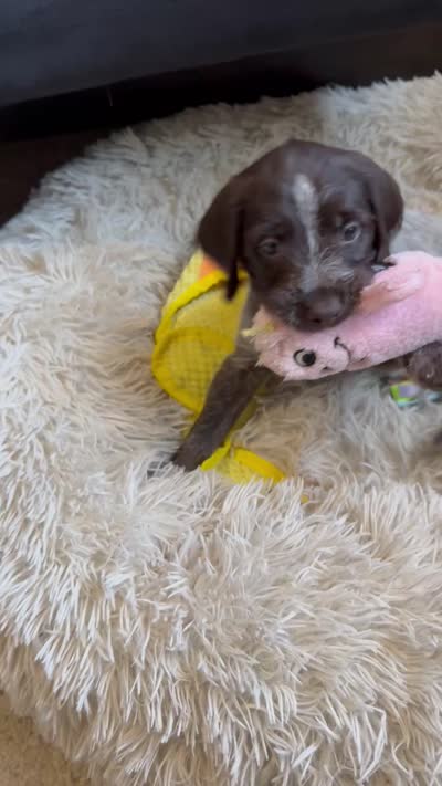 Mercedes - purple collar, a female Wirehaired Pointing Griffon for sale in Johnston, IA – 8 of 8