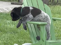 Blazer - dark green collar, a male Wirehaired Pointing Griffon for sale in Johnston, IA – 2 of 7