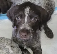 Mercedes - purple collar, a female Wirehaired Pointing Griffon for sale in Johnston, IA – 3 of 8