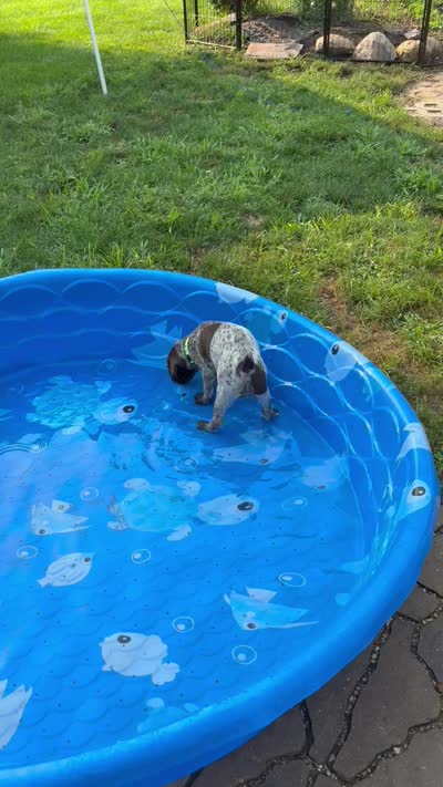 Opel - light green, a female Wirehaired Pointing Griffon for sale in Johnston, IA – 7 of 7