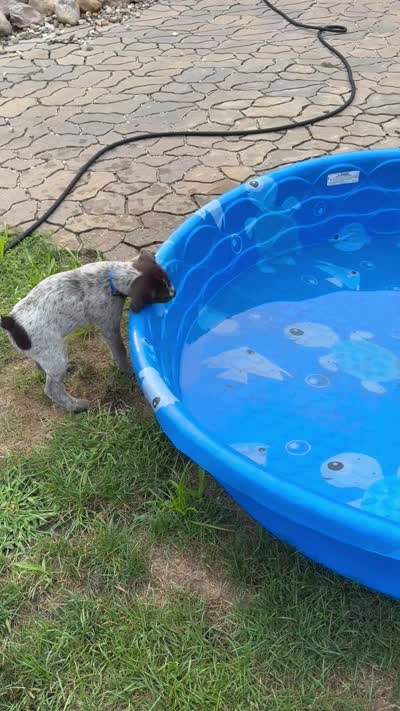 Bentley - blue collar, a male Wirehaired Pointing Griffon for sale in Johnston, IA – 7 of 7