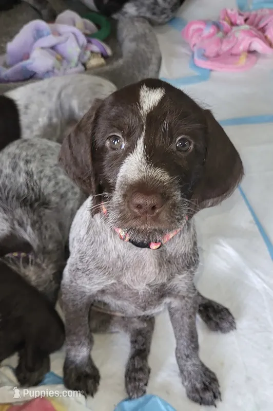 Lexus - pink collar – Wirehaired Pointing Griffon puppy for sale in Johnston, IA