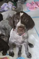 Lexus - pink collar, a female Wirehaired Pointing Griffon for sale in Johnston, IA – 1 of 9