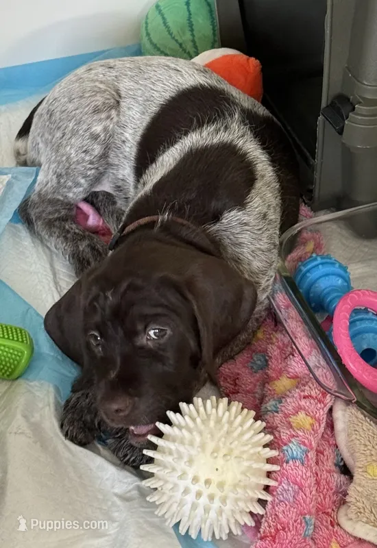 Porsche - brown collar – Wirehaired Pointing Griffon puppy for sale in Johnston, IA