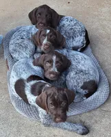 Lexus - pink collar, a female Wirehaired Pointing Griffon for sale in Johnston, IA – 6 of 10