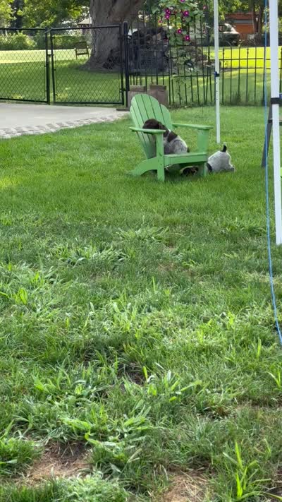 Blazer - dark green collar, a male Wirehaired Pointing Griffon for sale in Johnston, IA – 7 of 7