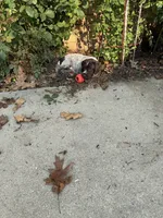 Mini - red, a female Wirehaired Pointing Griffon for sale in Johnston, IA – 6 of 9