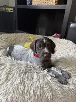 Mini - red, a female Wirehaired Pointing Griffon for sale in Johnston, IA – 2 of 9