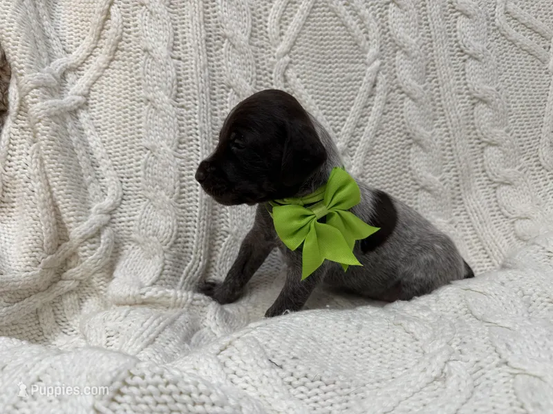 Opel - light green – Wirehaired Pointing Griffon puppy for sale in Johnston, IA