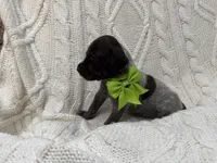 Opel - light green, a female Wirehaired Pointing Griffon for sale in Johnston, IA – 1 of 7