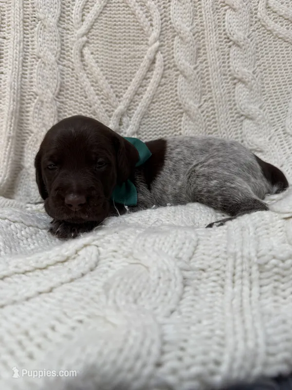Blazer - dark green collar – Wirehaired Pointing Griffon puppy for sale in Johnston, IA