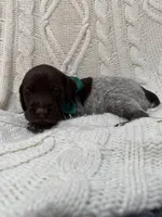 Blazer - dark green collar, a male Wirehaired Pointing Griffon for sale in Johnston, IA – 1 of 7