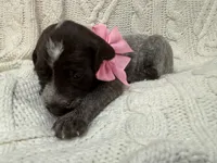 Lexus - pink collar, a female Wirehaired Pointing Griffon for sale in Johnston, IA – 5 of 9