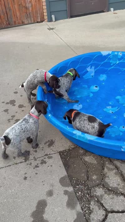 Lexus - pink collar, a female Wirehaired Pointing Griffon for sale in Johnston, IA – 9 of 9