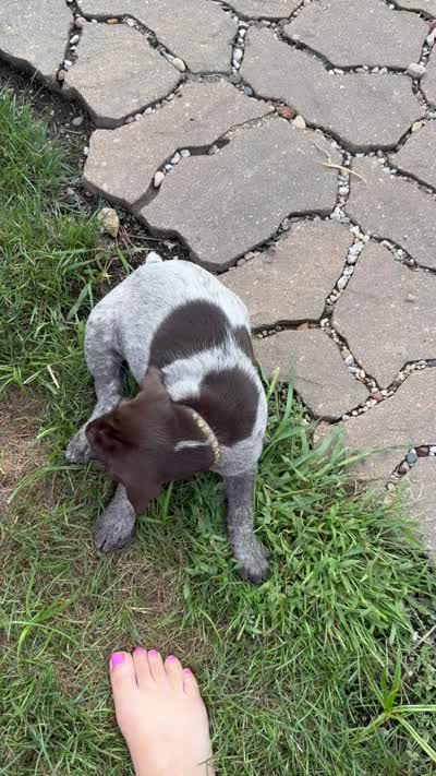 Porsche - brown collar, a male Wirehaired Pointing Griffon for sale in Johnston, IA – 7 of 7