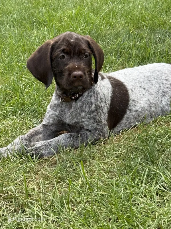 Porsche - brown collar – Wirehaired Pointing Griffon puppy for sale in Johnston, IA