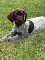Porsche - brown collar, a male Wirehaired Pointing Griffon for sale in Johnston, IA – 1 of 9