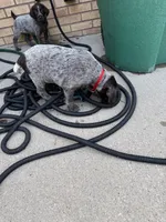 Mini - red, a female Wirehaired Pointing Griffon for sale in Johnston, IA – 8 of 9