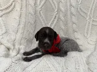Mini - red, a female Wirehaired Pointing Griffon for sale in Johnston, IA – 4 of 9