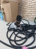 Bentley - blue collar, a male Wirehaired Pointing Griffon for sale in Johnston, IA – 4 of 7