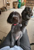 Lexus - pink collar, a female Wirehaired Pointing Griffon for sale in Johnston, IA – 7 of 10