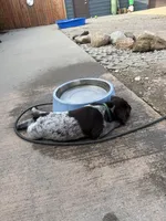 Blazer - dark green collar, a male Wirehaired Pointing Griffon for sale in Johnston, IA – 5 of 7