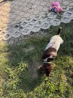 Blazer - dark green collar, a male Wirehaired Pointing Griffon for sale in Johnston, IA – 8 of 9