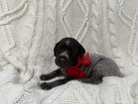 Mini - red, a female Wirehaired Pointing Griffon for sale in Johnston, IA – 3 of 9