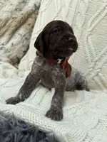 Porsche - brown collar, a male Wirehaired Pointing Griffon for sale in Johnston, IA – 2 of 7