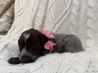 Lexus - pink collar, a female Wirehaired Pointing Griffon for sale in Johnston, IA – 3 of 9