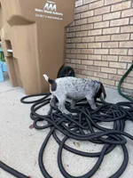 Bentley - blue collar, a male Wirehaired Pointing Griffon for sale in Johnston, IA – 3 of 7