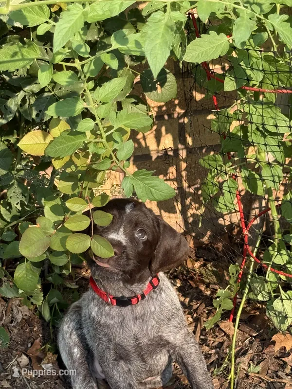 Mini - red – Wirehaired Pointing Griffon puppy for sale in Johnston, IA