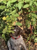Mini - red, a female Wirehaired Pointing Griffon for sale in Johnston, IA – 1 of 9