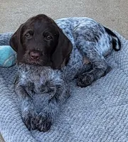 Blazer - dark green collar, a male Wirehaired Pointing Griffon for sale in Johnston, IA – 5 of 9