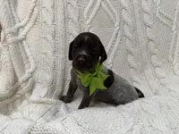 Opel - light green, a female Wirehaired Pointing Griffon for sale in Johnston, IA – 4 of 7