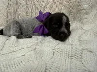 Mercedes - purple collar, a female Wirehaired Pointing Griffon for sale in Johnston, IA – 5 of 8