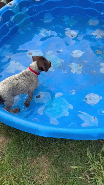 Mini - red, a female Wirehaired Pointing Griffon for sale in Johnston, IA – 9 of 9