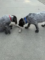 Bentley - blue collar, a male Wirehaired Pointing Griffon for sale in Johnston, IA – 5 of 7