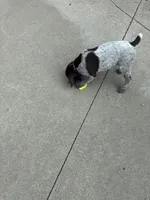 Porsche - brown collar, a male Wirehaired Pointing Griffon for sale in Johnston, IA – 4 of 7