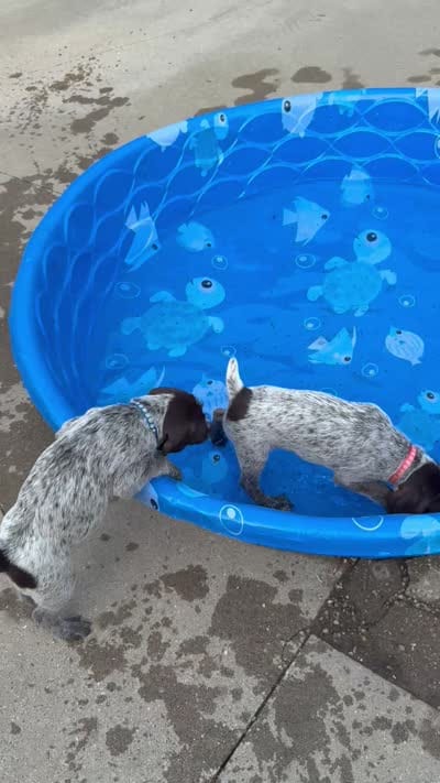 Lexus - pink collar, a female Wirehaired Pointing Griffon for sale in Johnston, IA – 8 of 9