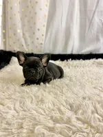 Tiger, a male French Bulldog for sale in Milton, IA – Photo 4 of 8