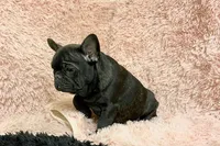 Tiger, a male French Bulldog for sale in Milton, IA – Photo 1 of 8