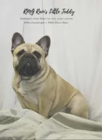 Tiger, a male French Bulldog for sale in Milton, IA – Photo 7 of 8