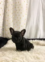 Tiger, a male French Bulldog for sale in Milton, IA – Photo 3 of 8