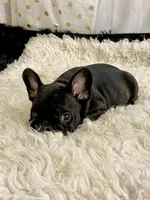 Tiger, a male French Bulldog for sale in Milton, IA – Photo 5 of 8