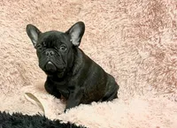 Tiger, a male French Bulldog for sale in Milton, IA – Photo 2 of 8