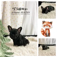 Tiger, a male French Bulldog for sale in Milton, IA – Photo 8 of 8