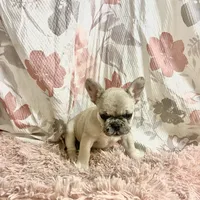 Tiny, a female French Bulldog for sale in Milton, IA – Photo 3 of 7