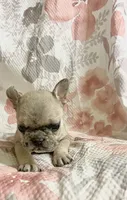 Tiny, a female French Bulldog for sale in Milton, IA – Photo 3 of 6