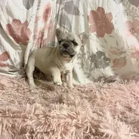 Tiny, a female French Bulldog for sale in Milton, IA – Photo 4 of 7